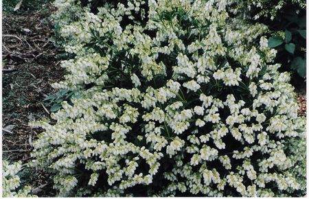Dwarf Lily of the Valley Bush
